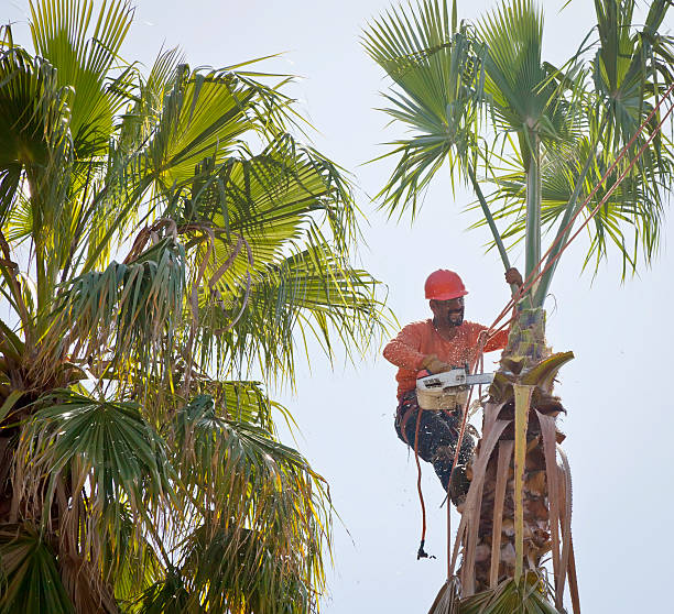 Best Palm Tree Trimming  in Johns Creek, GA